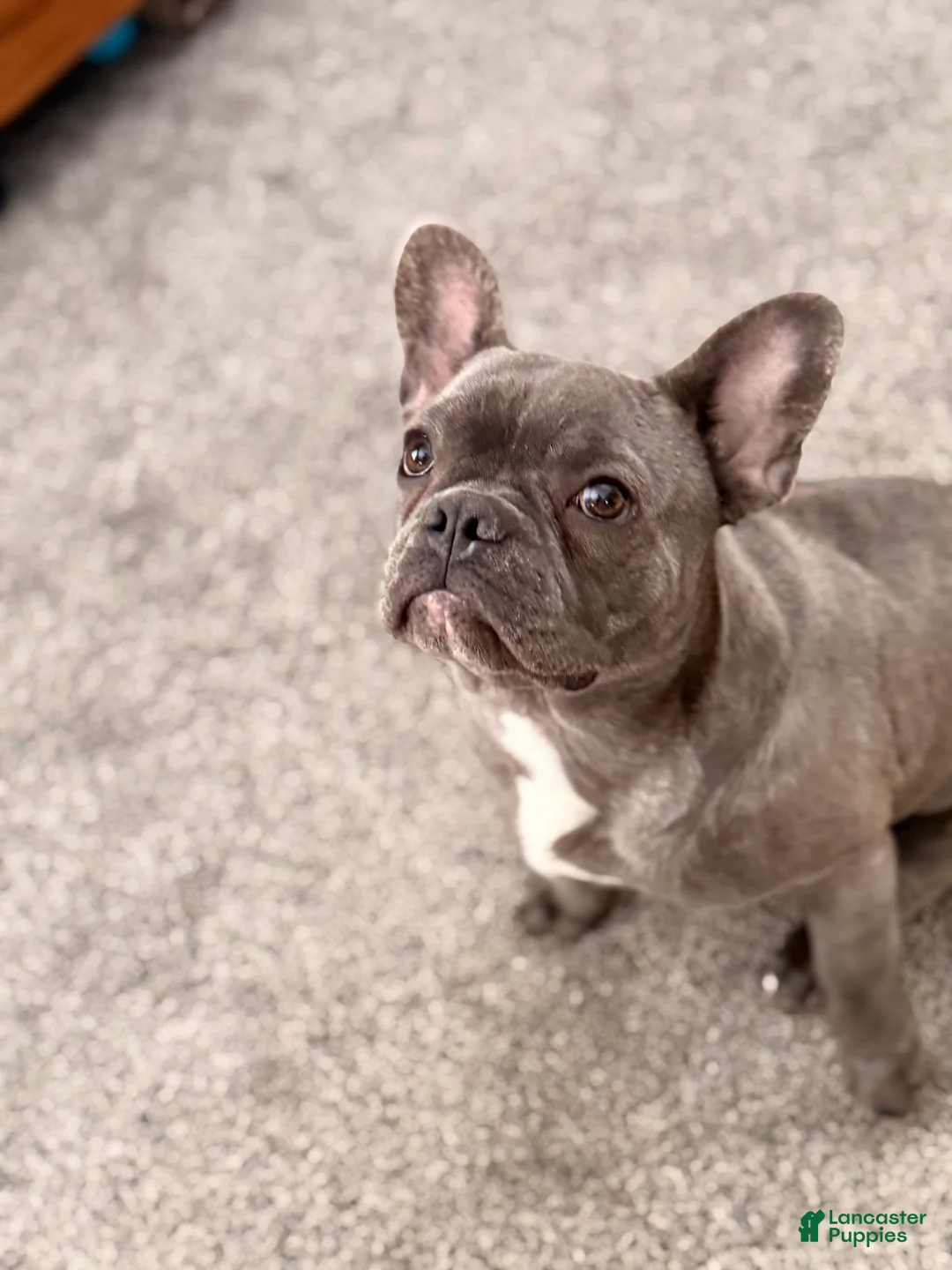 French Bulldog dogs for sale: French Bulldog Puppy 1 - Ad 3