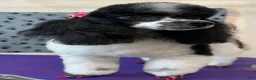 Miniature Poodle dogs for sale: Miniature Poodle 1 - Ad 4