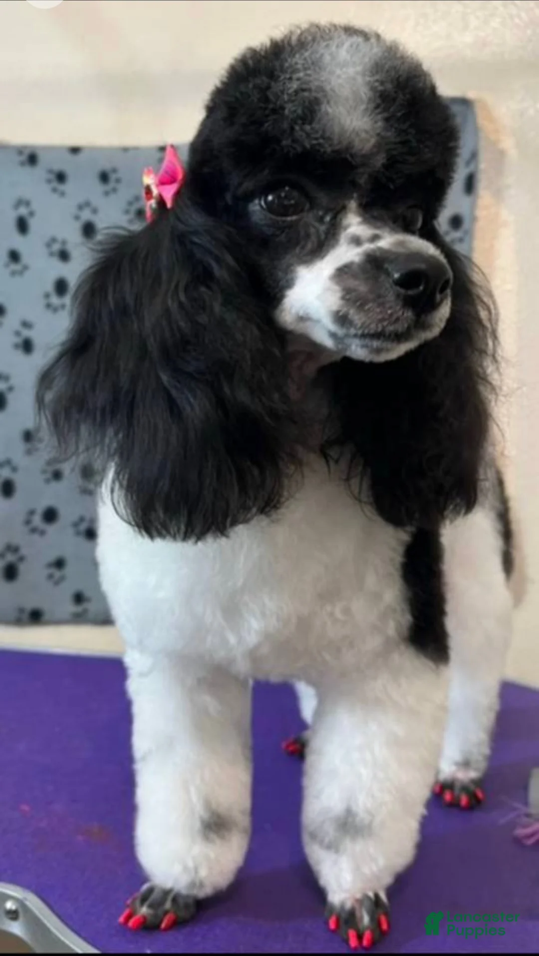 Miniature Poodle dogs for sale: Miniature Poodle 1 - Ad 4