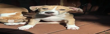 Daisy