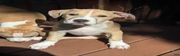 Mixed Breed dogs for sale: Daisy - Ad 1
