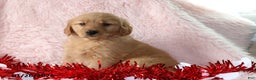 Golden Retriever dogs for sale: Lexus - Ad 3