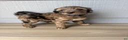 Aussiedoodle dogs for sale: Theo - Ad 1