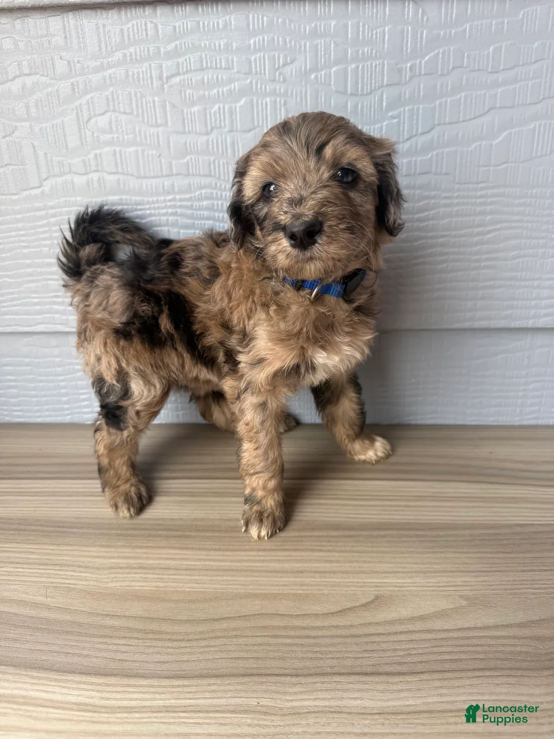 Aussiedoodle dogs for sale: Theo - Ad 1