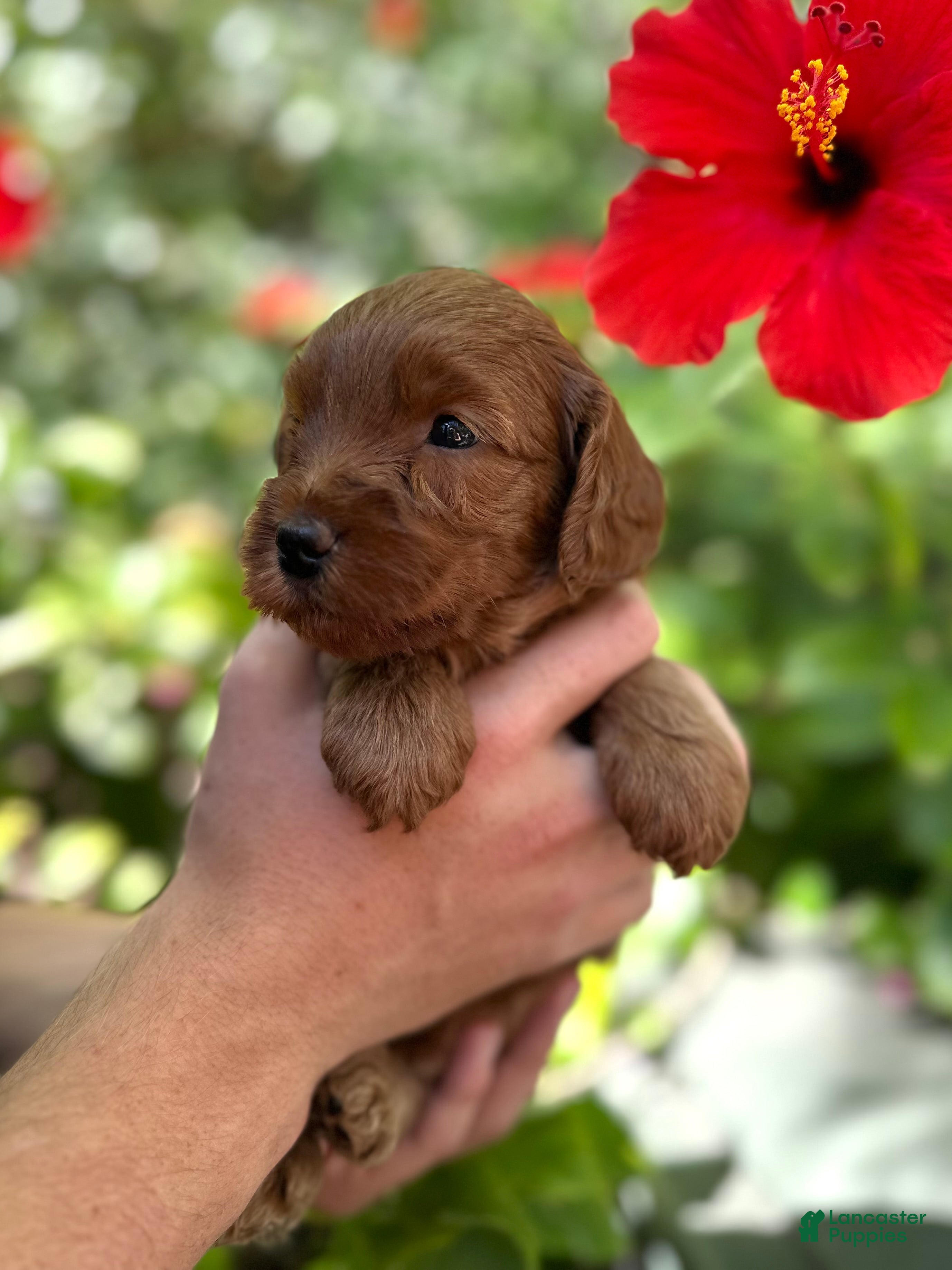 Australian Labradoodle dogs for sale: Betty - Ad 3