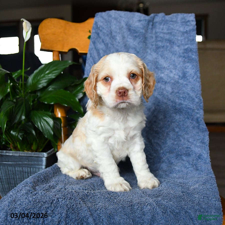 English Cocker Spaniel dogs Moon   - Ad 1