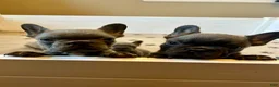 French Bulldog dogs for sale: Malibu - Ad 3