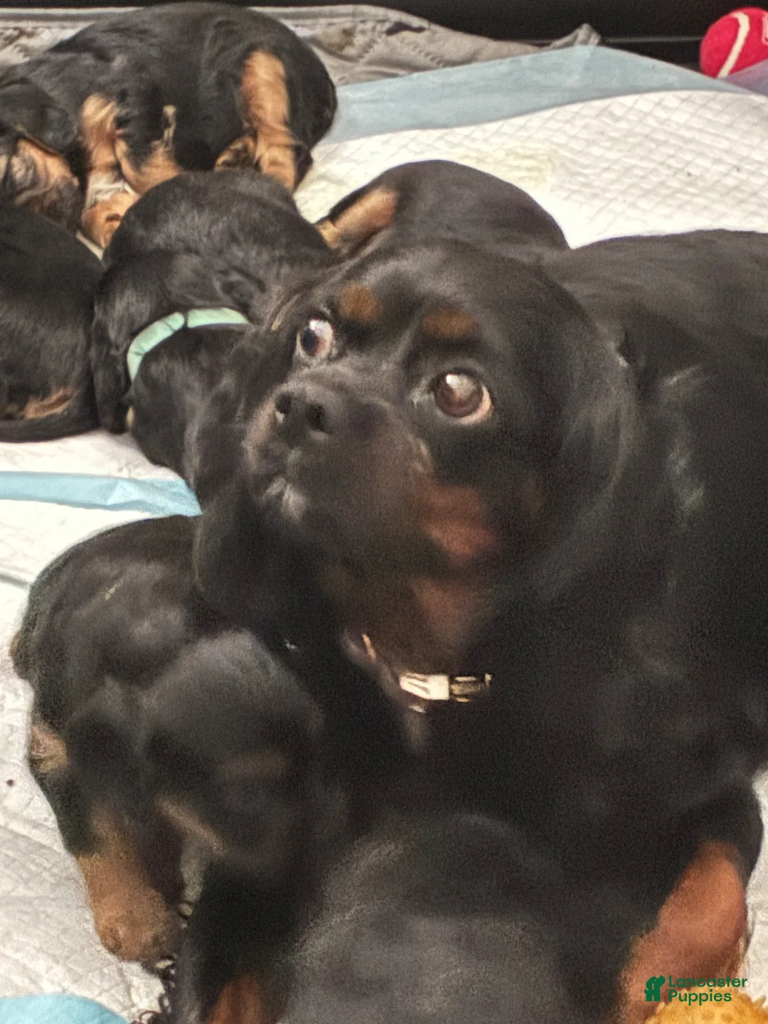 Cavalier King Charles Spaniel dogs for sale: Cavalier King Charles Spaniel Puppy 3 - Ad 2