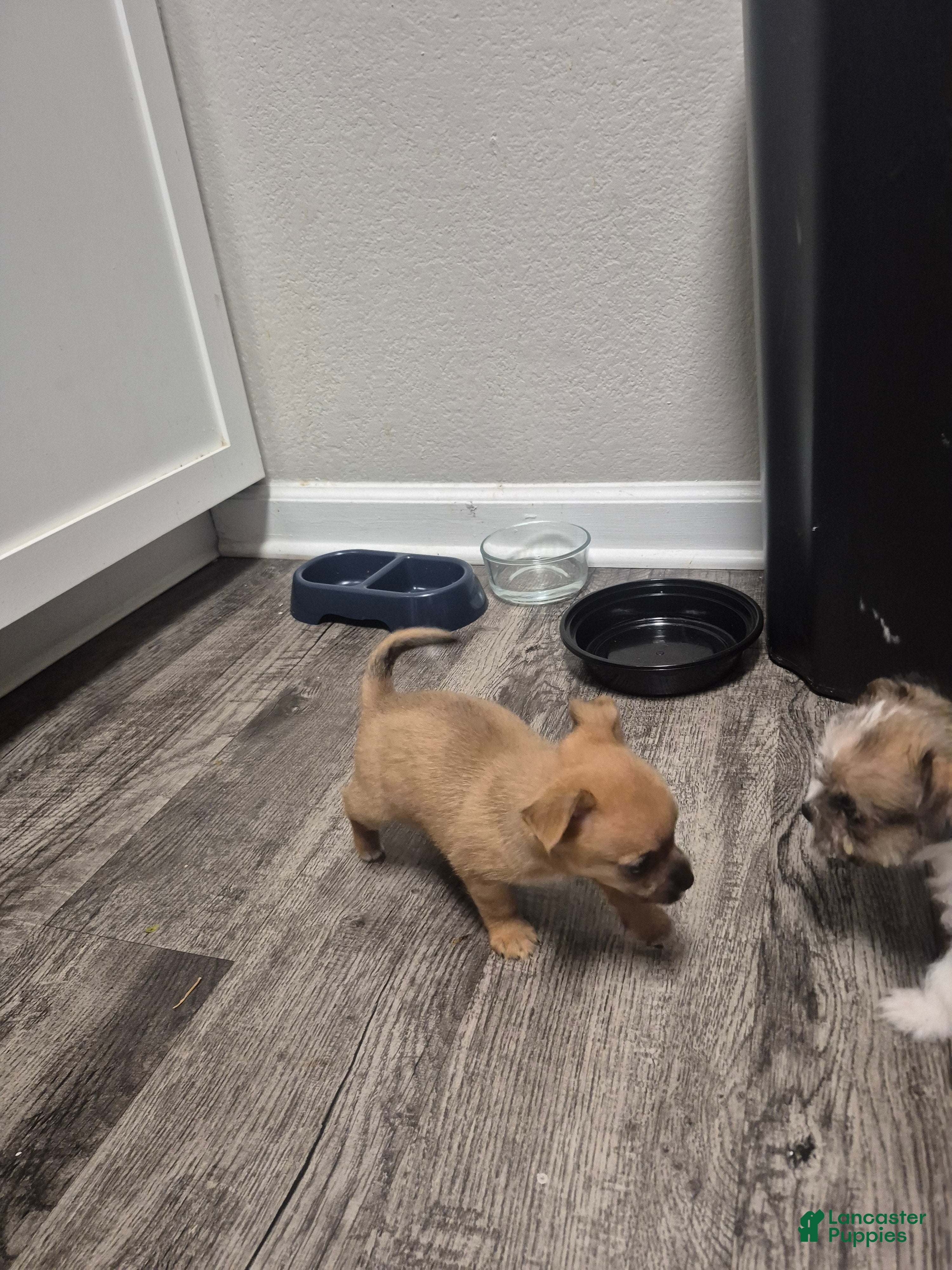 Mixed Breed dogs Rocky - Ad 2