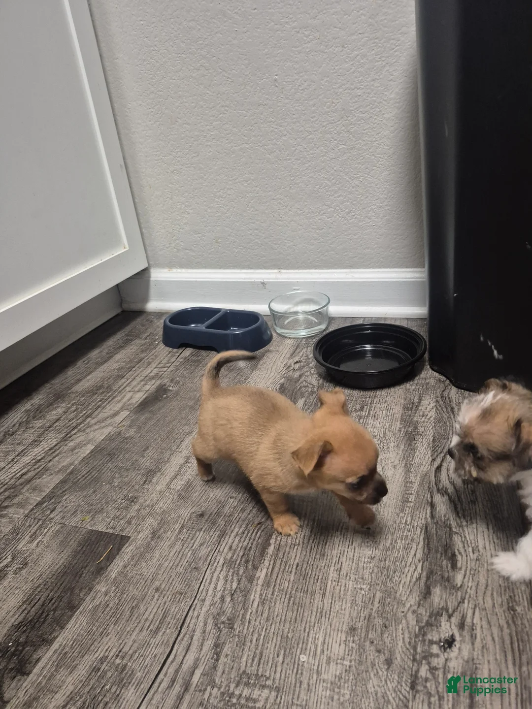 Mixed Breed dogs for sale: Rocky - Ad 2