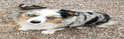 Australian Shepherd dogs for sale: Australian Shepherd 1 - Ad 3