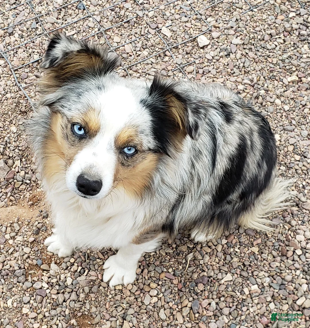Australian Shepherd dogs for sale: Australian Shepherd 1 - Ad 3