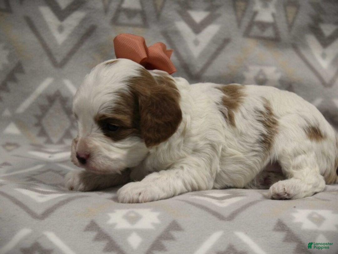 Cavapoo dogs for sale: Texas - Ad 4