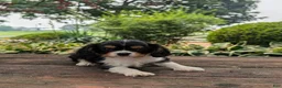 Cavalier King Charles Spaniel dogs for sale: Roger - Ad 3
