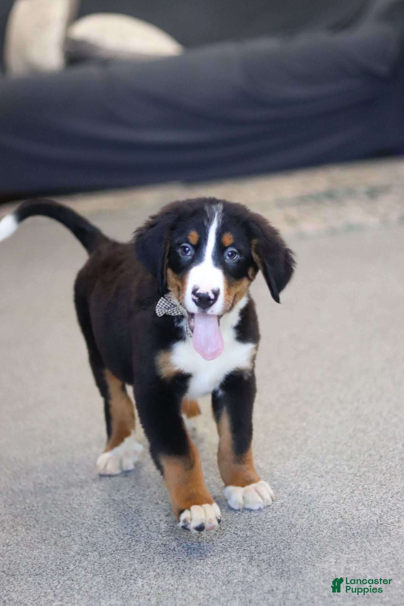 Bernese Mountain Dog dogs Bruno - Ad 2