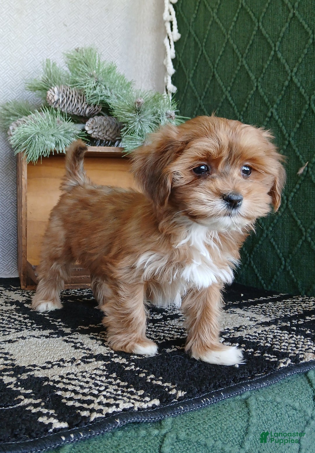 Havanese dogs for sale: Acorn  - Ad 3