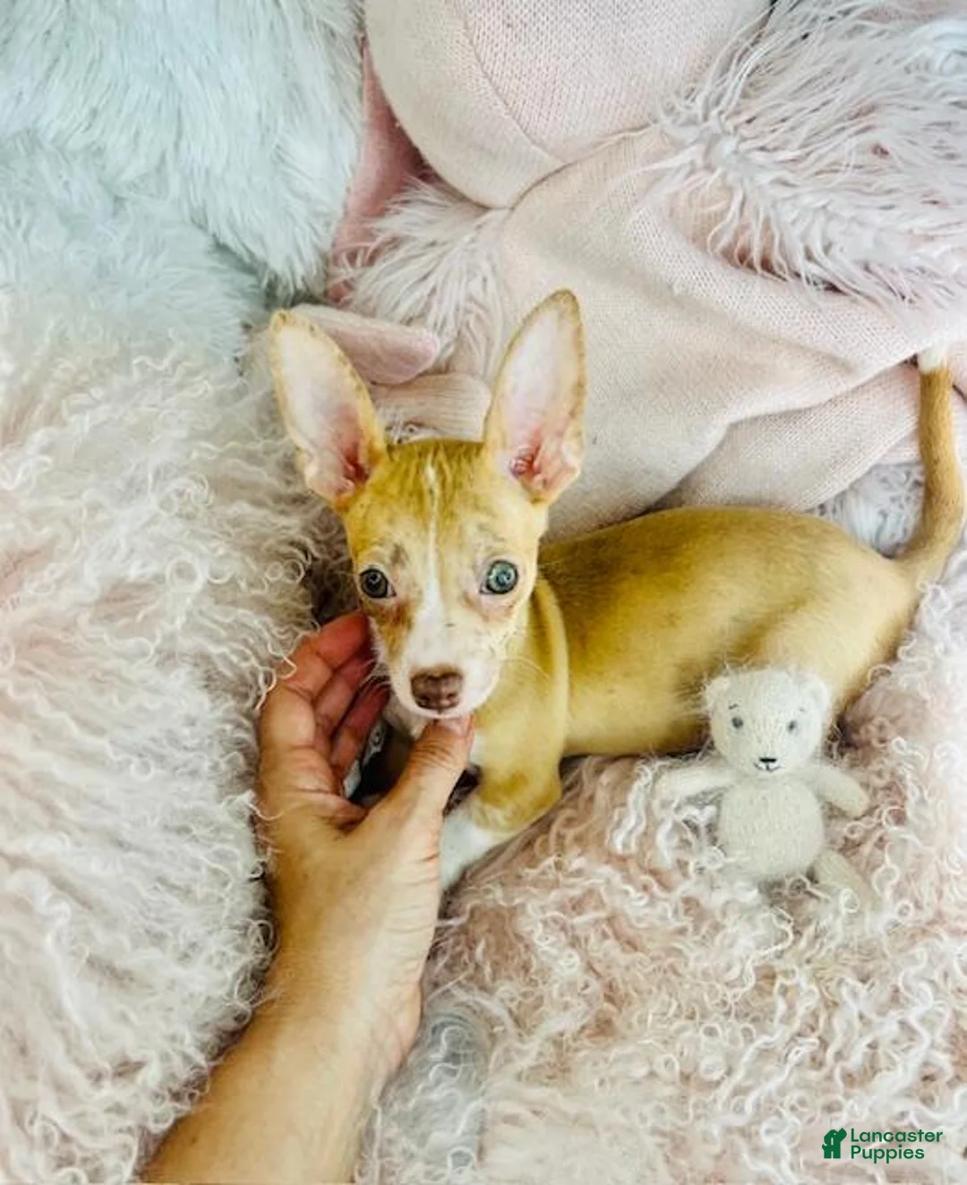 Chihuahua dogs for sale: Chihuahua Puppy 1 - Ad 2
