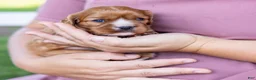 Cavalier King Charles Spaniel dogs for sale: Caramel  - Ad 4