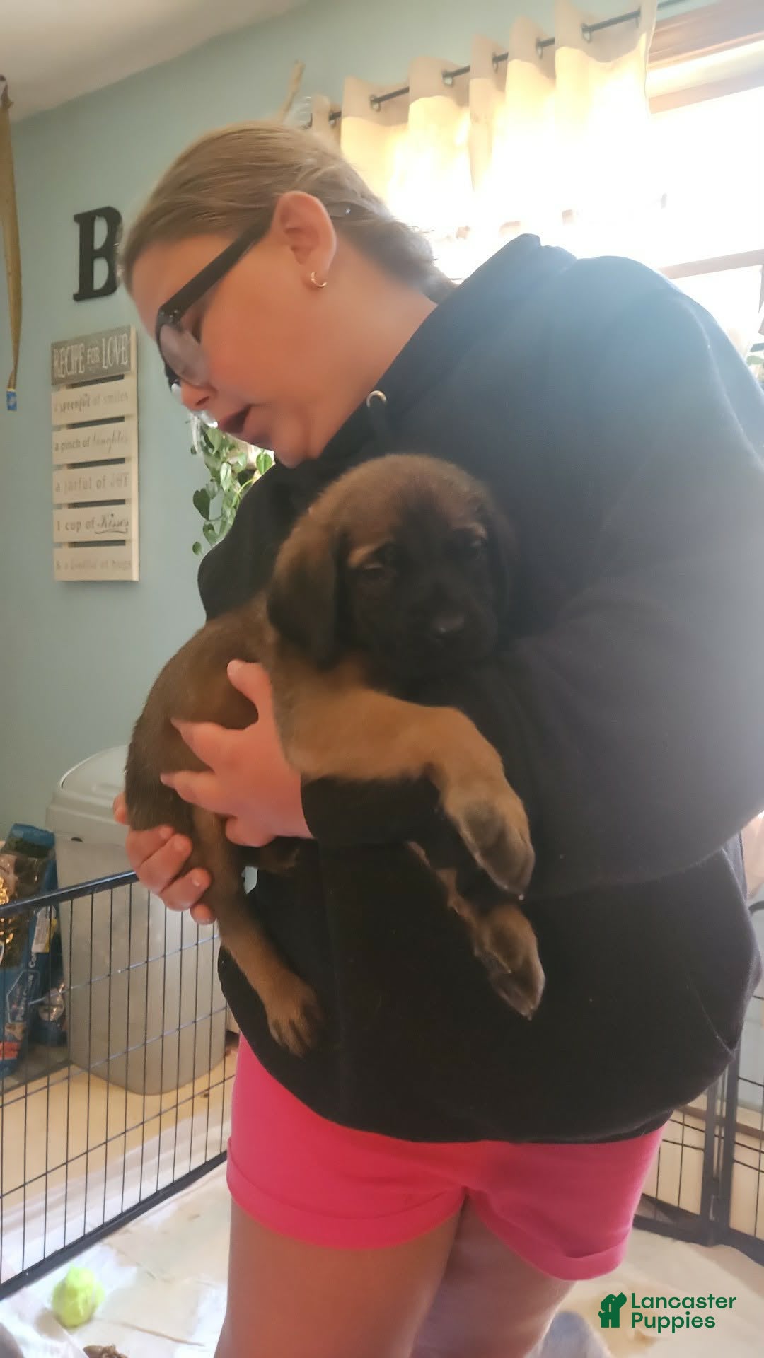 English Mastiff dogs Red - Ad 30