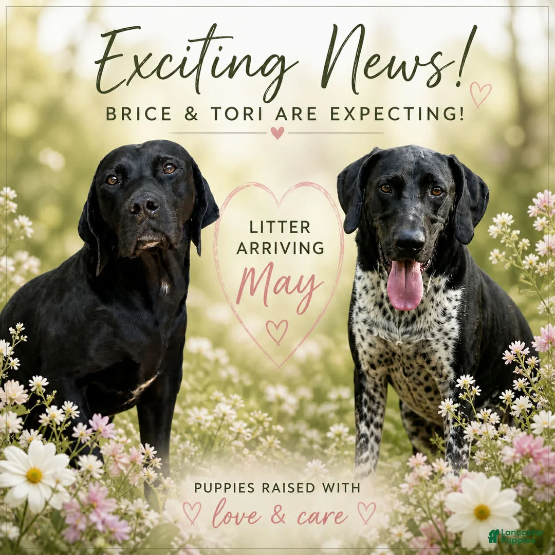 German Shorthaired Pointer dogs for sale: Alexis - Ad 2