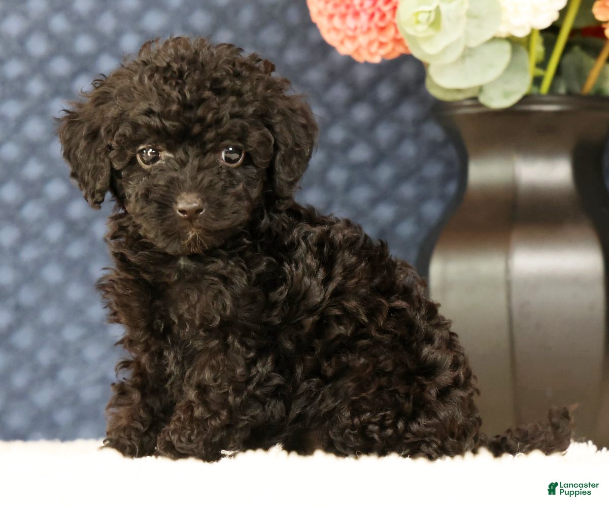 Havapoo dogs Darla - Ad 2
