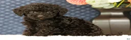 Havapoo dogs for sale: Darla - Ad 2