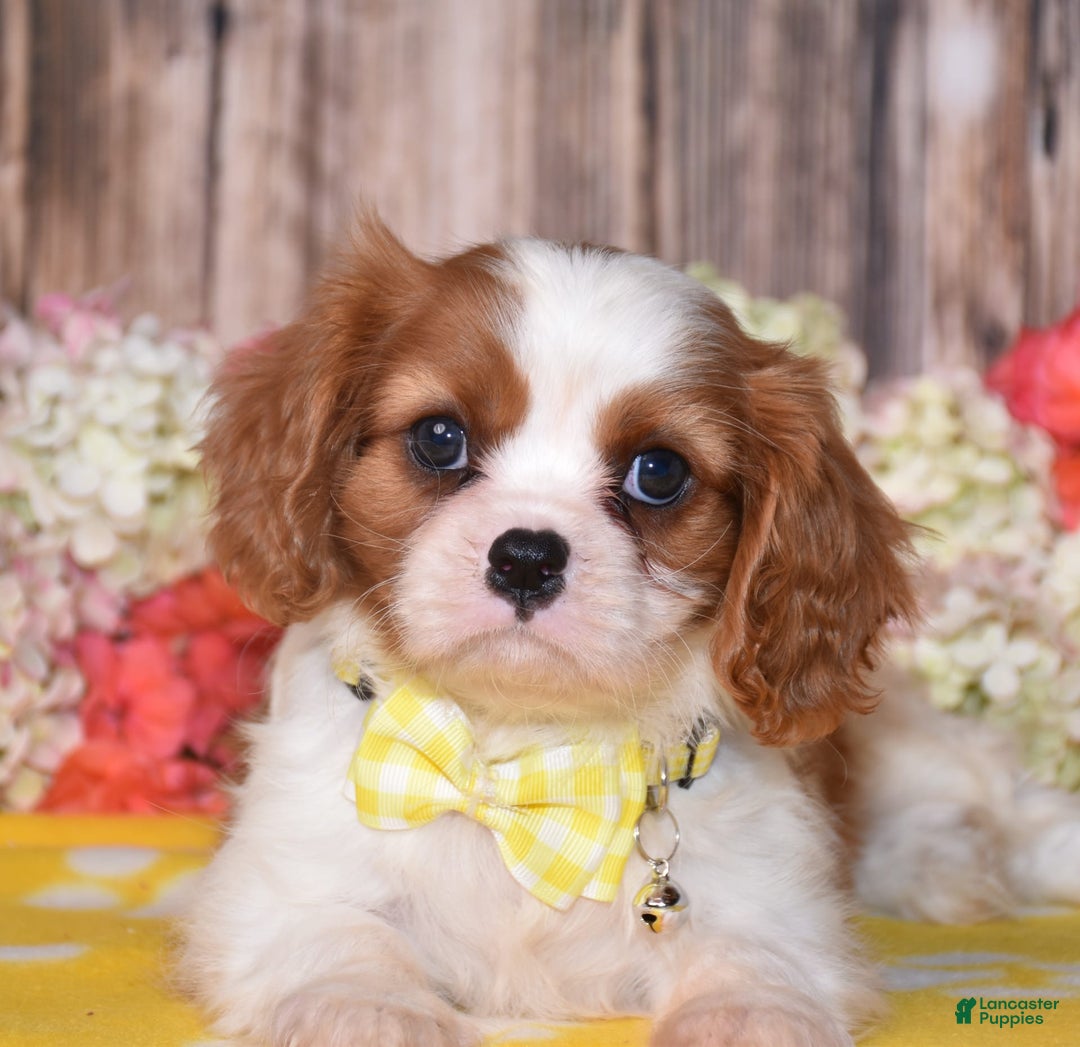 Cavalier King Charles Spaniel dogs for sale: Neptune - Ad 2