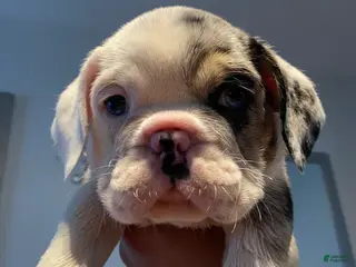 Beabull dogs Bashful - Ad 13