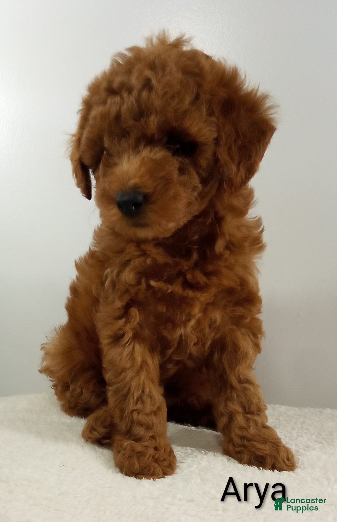 Toy Poodle dogs for sale: Arya - AKC  - Ad 4