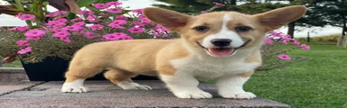 Welsh Corgi Pembroke 1