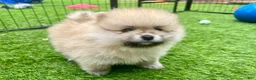 Pomeranian dogs for sale: Kayla - Ad 15