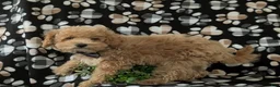 Maltipoo dogs for sale: Curtiss  - Ad 4