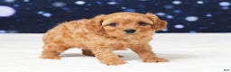 Cavapoo dogs for sale: Butler - Ad 4
