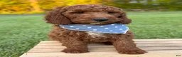 Irish Doodle dogs for sale: Copper - Ad 15