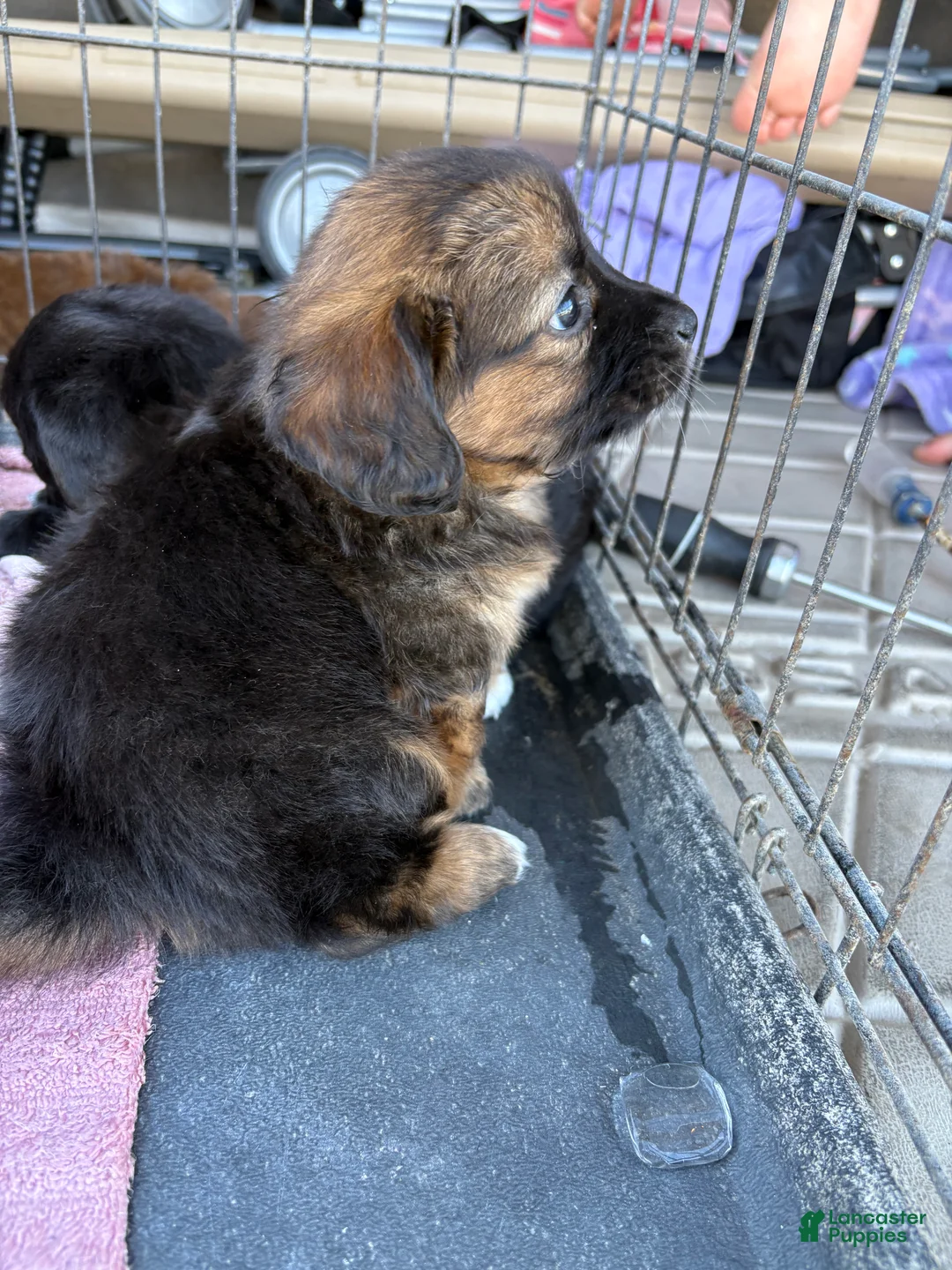 Mixed Breed dogs for sale: Mixed Breed Puppy 1 - Ad 1