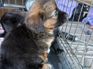 Mixed Breed dogs Mixed Breed Puppy 1 - Ad 32