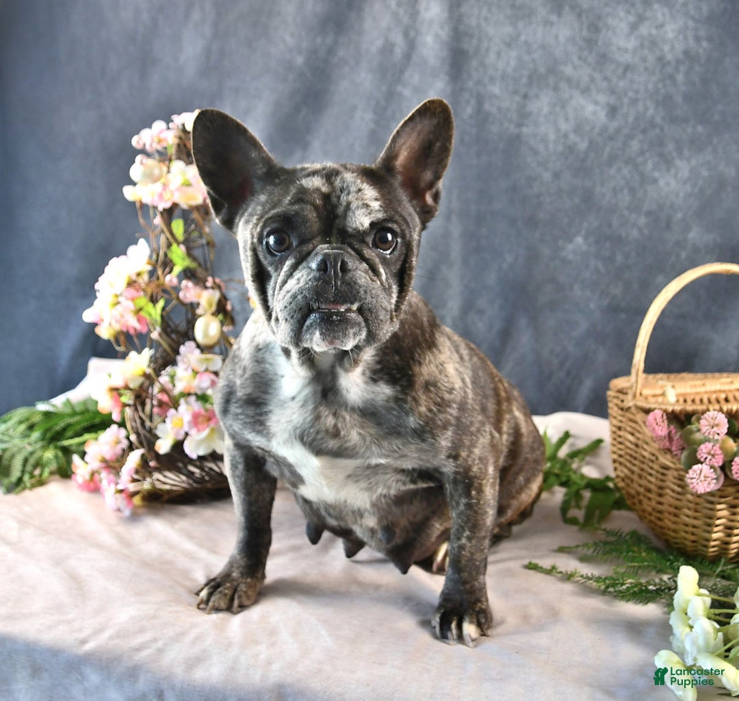 French Bulldog dogs for sale: Amber - Ad 6