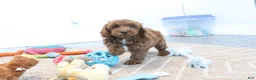 Mini Goldendoodle dogs for sale: Creampuff - Ad 2