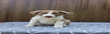 Australian Shepherd 9