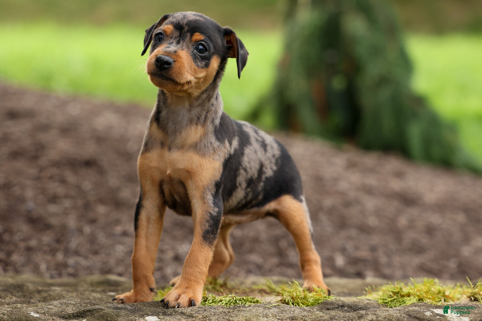 Miniature Pinscher dogs AMY - Ad 1