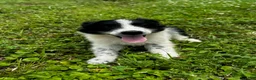 Australian Shepherd dogs for sale: Australian Shepherd Puppy 2 - Ad 2