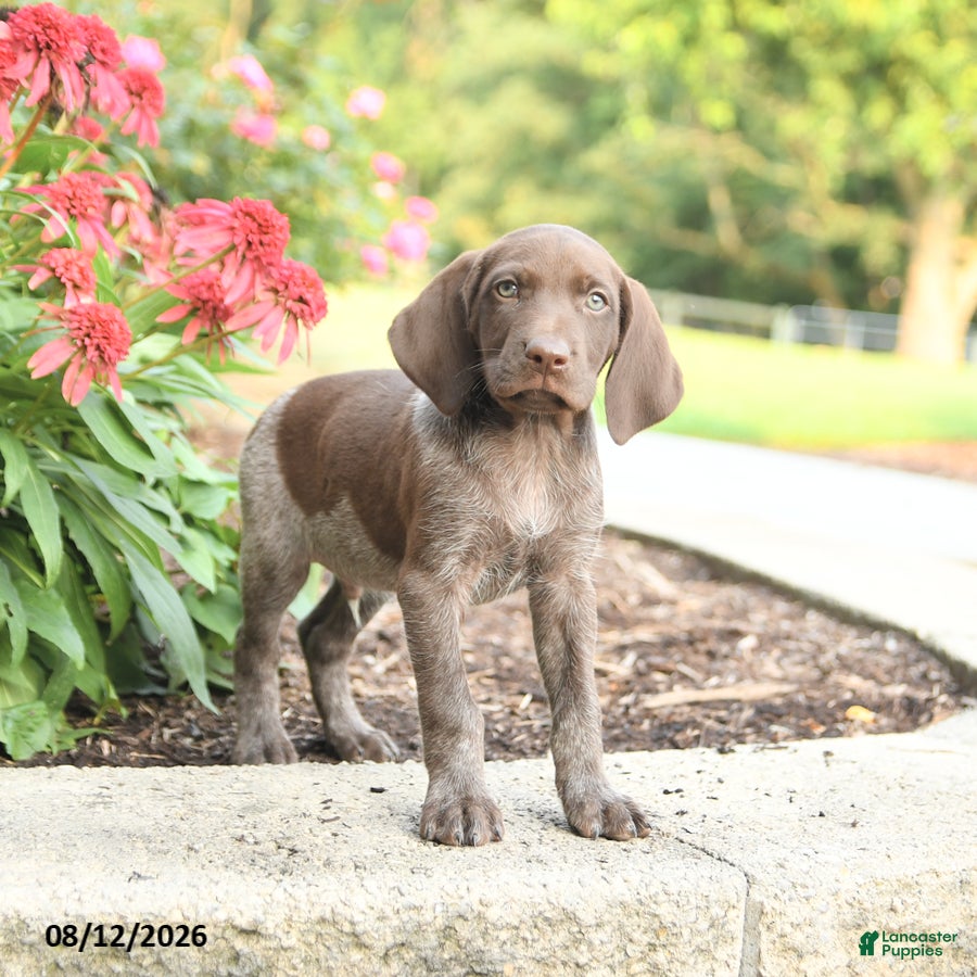 German Shorthaired Pointer dogs Abe  - Ad 2
