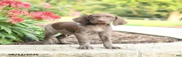 German Shorthaired Pointer dogs for sale: Abe  - Ad 2