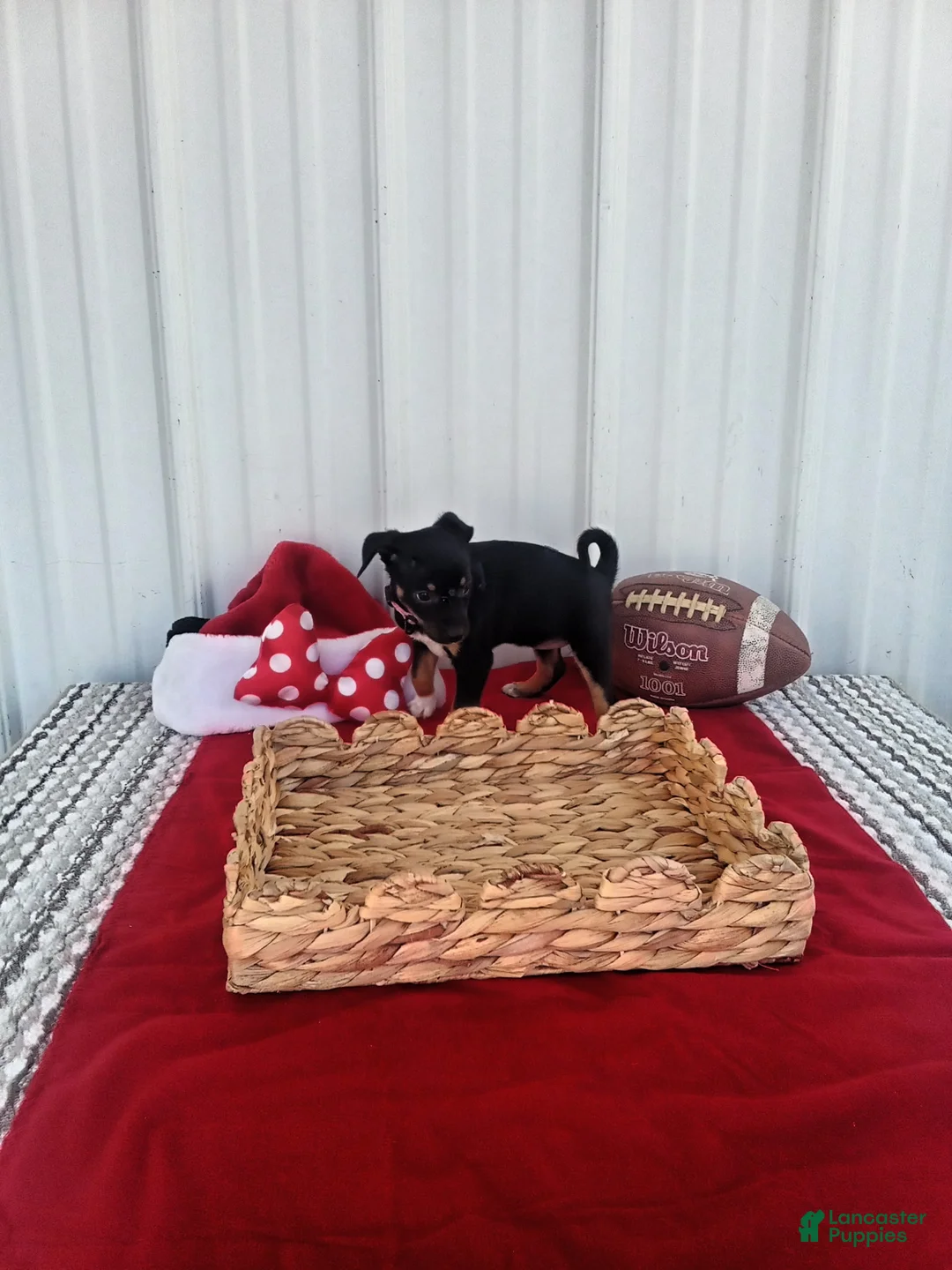 Chihuahua dogs for sale: Chihuahua 1 - Ad 1