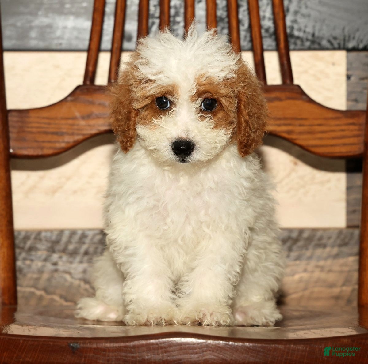 Miniature Poodle dogs Laney - Ad 1