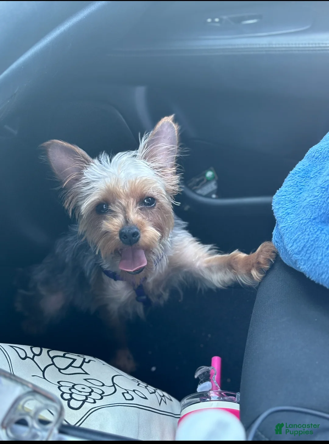 Yorkshire Terrier dogs for sale: Sapphire  - Ad 2