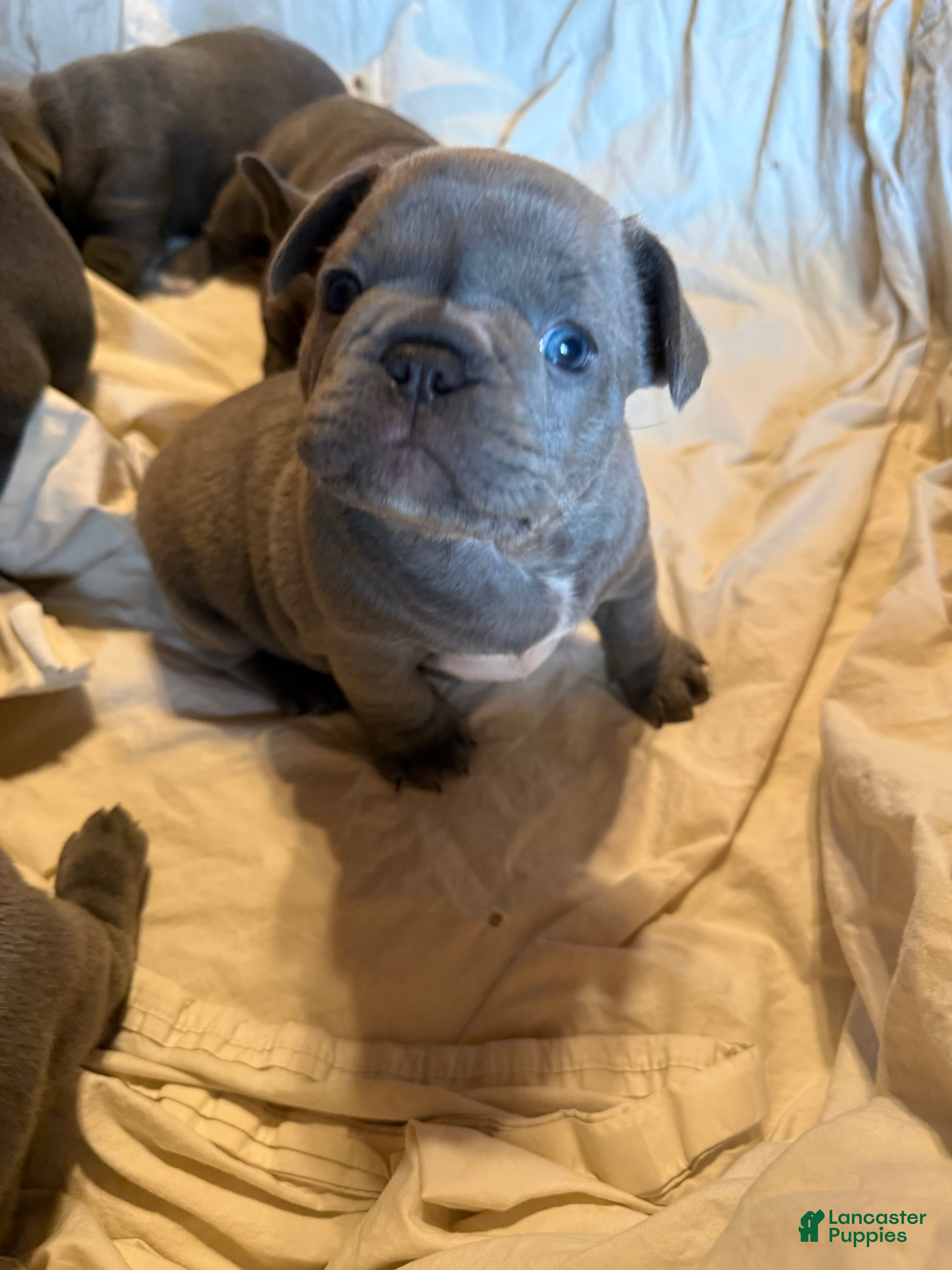 French Bulldog dogs French Bulldog 3 ****ON HOLD***^ - Ad 37