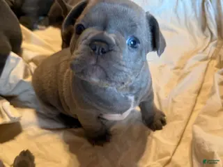 French Bulldog dogs French Bulldog 3 ****ON HOLD***^ - Ad 37
