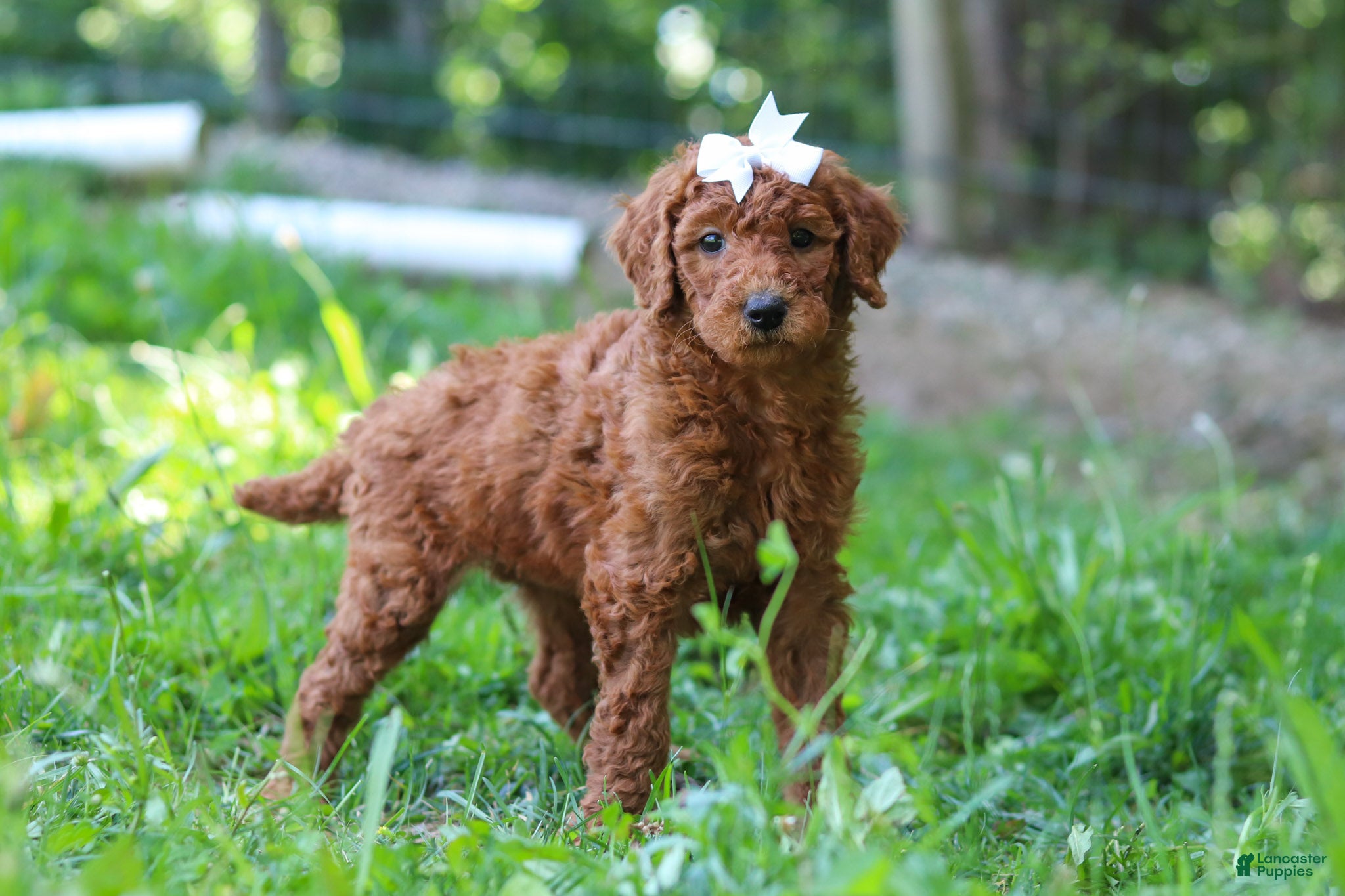 Standard Poodle dogs Aleah AKC - Ad 1