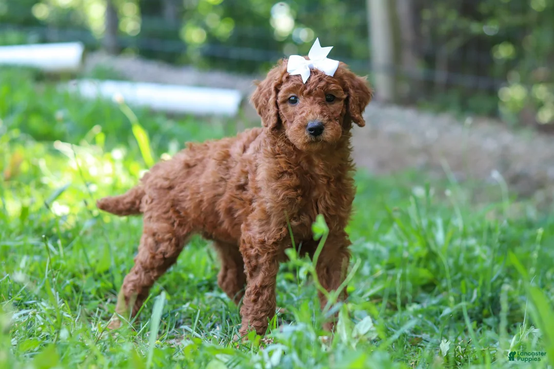 Standard Poodle dogs for sale: Aleah AKC - Ad 1